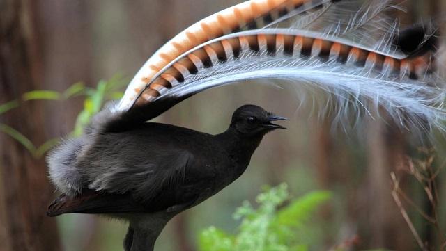 Lyrebirds in Their Natural Habitat: Where to Spot Them