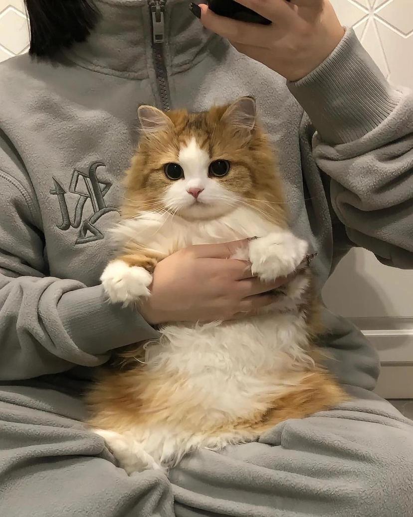 Exploring the Adorable World of Kittens